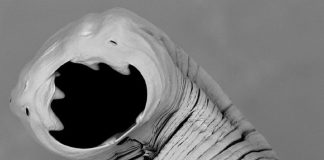 Paragen Bio, a 6 million dollar startup that fights hookworms Paragen Bio, a 6 million dollar startup that fights hookworms