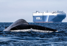 Which Tool Tracks Whales Best? Tool Tracks Whales