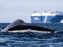 Tool Tracks Whales