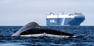 Which Tool Tracks Whales Best? Tool Tracks Whales