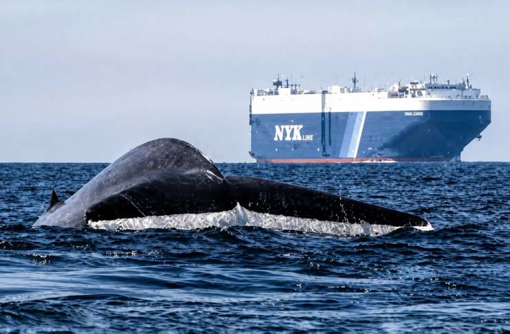 Tool Tracks Whales